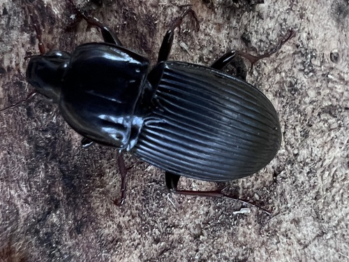 Abacidus permundus photo 4