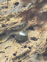 Trochoidea
