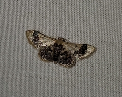 Idaea asceta
