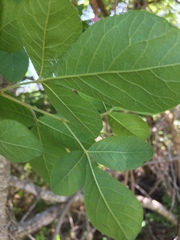 Searsia pyroides pyroides