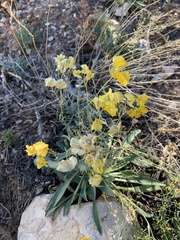 Psilostrophe tagetina