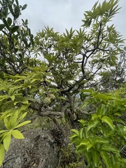 Sterculia murex