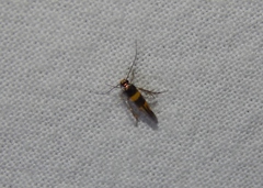 Stathmopoda