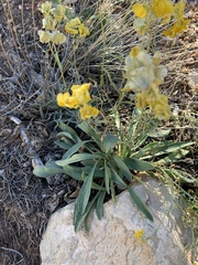 Psilostrophe tagetina