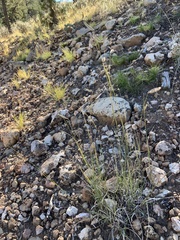 Psilostrophe tagetina