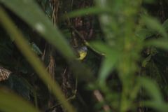 Ramphocelus flammigerus icteronotus