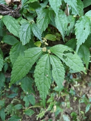 Elatostema cyrtandrifolium