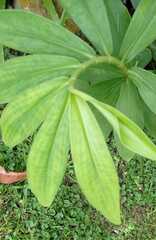Costaceae