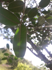 Copaifera langsdorffii