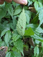 Elatostema cyrtandrifolium