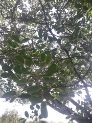 Copaifera langsdorffii