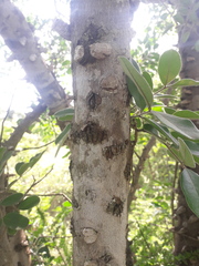 Copaifera langsdorffii