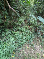 Elatostema cyrtandrifolium
