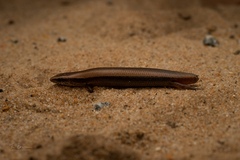 Panaspis wahlbergii