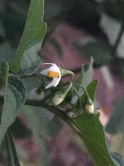 Solanum douglasii