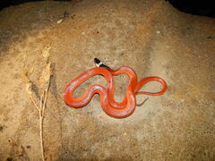 Pseudoboa neuwiedii