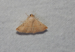 Eublemma gayneri