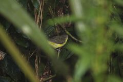 Ramphocelus flammigerus icteronotus