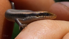 Trachylepis