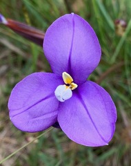 Patersonia occidentalis occidentalis