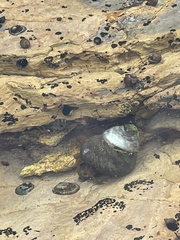 Trochoidea