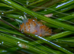 Apata pricei