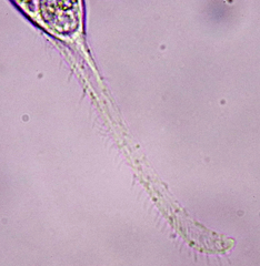 Litonotus