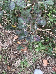 Rubus cuneifolius