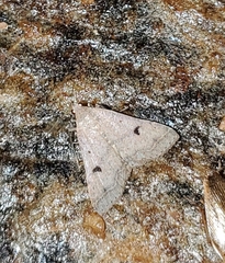 Bleptina caradrinalis