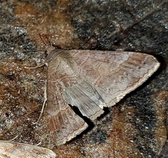 Mocis latipes