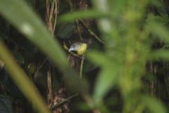 Ramphocelus flammigerus icteronotus