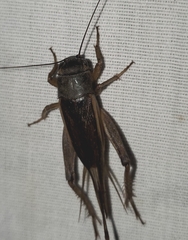 Gryllus