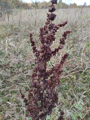 Rumex pseudonatronatus
