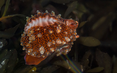 Pseudopusula californiana