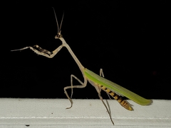 Pseudovates chlorophaea