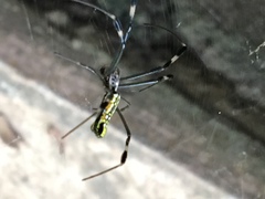 Trichonephila clavipes