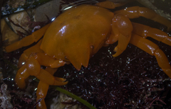 Taliepus nuttallii