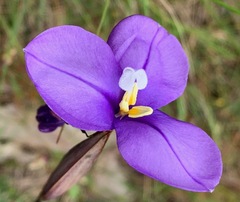 Patersonia occidentalis occidentalis