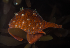 Pseudopusula californiana