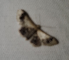 Idaea asceta