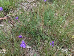 Patersonia occidentalis occidentalis