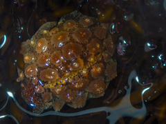 Pusula solandri