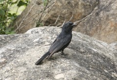 Melaenornis pammelaina