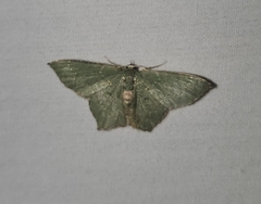 Chloropteryx nordicaria