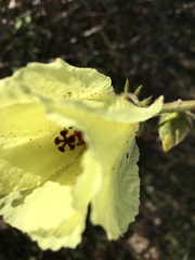 Hibiscus diversifolius