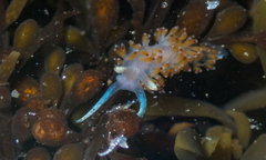 Apata pricei