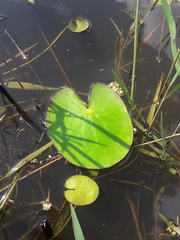 Caltha natans
