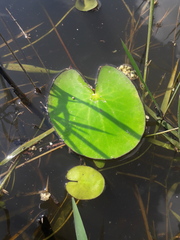 Caltha natans