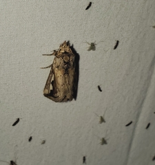 Didugua argentilinea