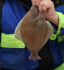 Limanda limanda